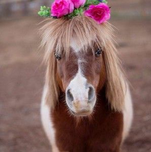 Meet your Posher, Mendy